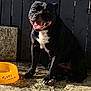dog, black_dog, pet_bowl, outdoor, sunlight, fence, happy, smiling, sitting, animal, canine, tongue_out, paw, ground, shadow, daylight, domestic_animal, pet, closeup, portrait