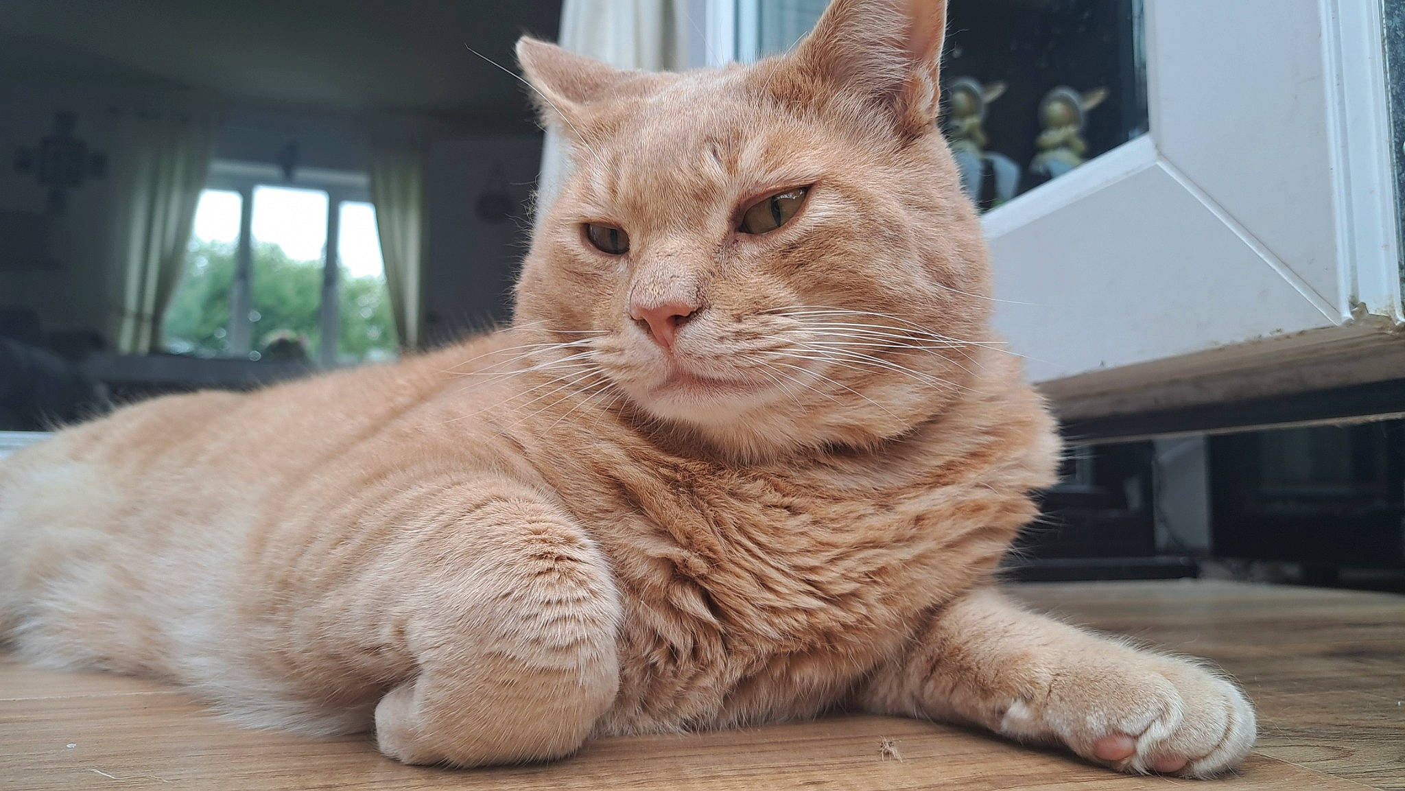 Fudge joined the competition — help win amazing prizes! carnivore, cat, claw, fawn, felidae, fur, paw, sitting, small_to_medium_sized_cats, snout, tail, terrestrial_animal, whiskers, wildlife, window