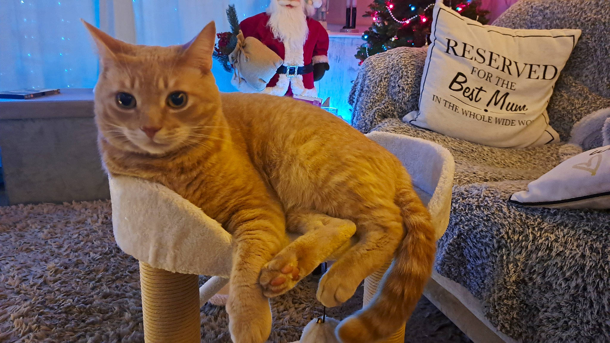 Fudge is registered to the contest to win money with this photo: carnivore, cat, claw, comfort, domestic_short_haired_cat, event, fawn, felidae, fur, holiday, lap, paw, pillow, sitting, small_to_medium_sized_cats, snout, tail, terrestrial_animal, tree, whiskers