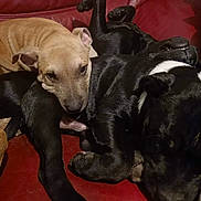 Tayzun participe au concours pour gagner de l'argent avec cette photo : animal, black_dog, brown_dog, canine, close_up, companion, couch, cozy, dog, domestic_animal, friendship, fur, indoor, paw, pet, puppy, relaxing, resting, sleeping, snuggling