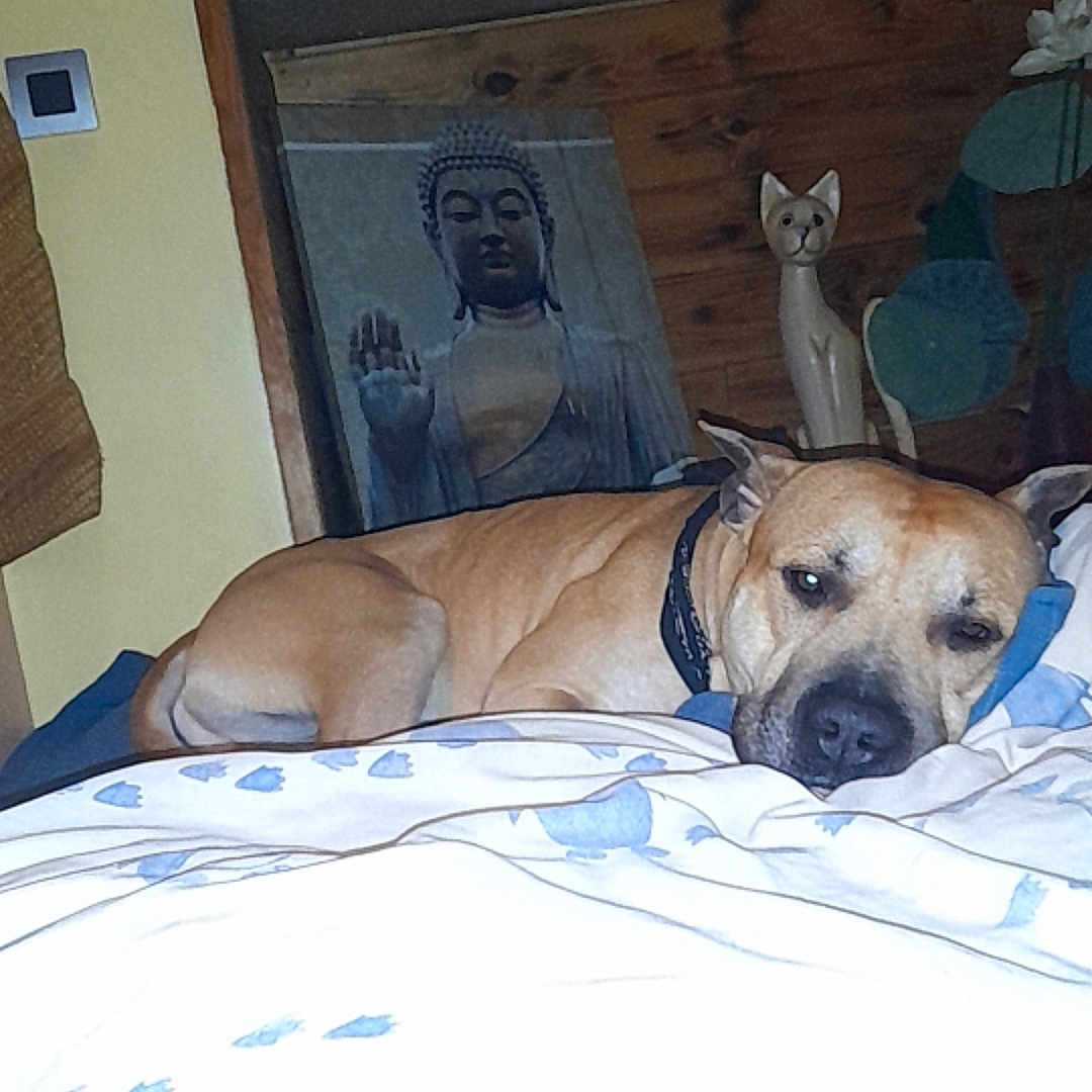 Tayzun a rejoint le concours — aidez-le/la à gagner de superbes lots ! adult, animal, bed, bedroom, canine, cat, clothing, dog, face, furniture, greatdane, hat, head, indoors, interiordesign, male, man, person, pet, room