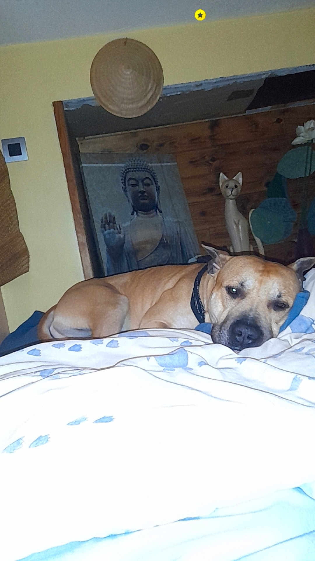 Titi a rejoint le concours — aidez-le/la à gagner de superbes lots ! dog, bed, blanket, sleeping, indoor, poster, buddha, wooden_cat_figurine, decor, pillow, furniture, collar, resting, yellow_wall, plant, comfort, cozy, animal, pet, relaxed