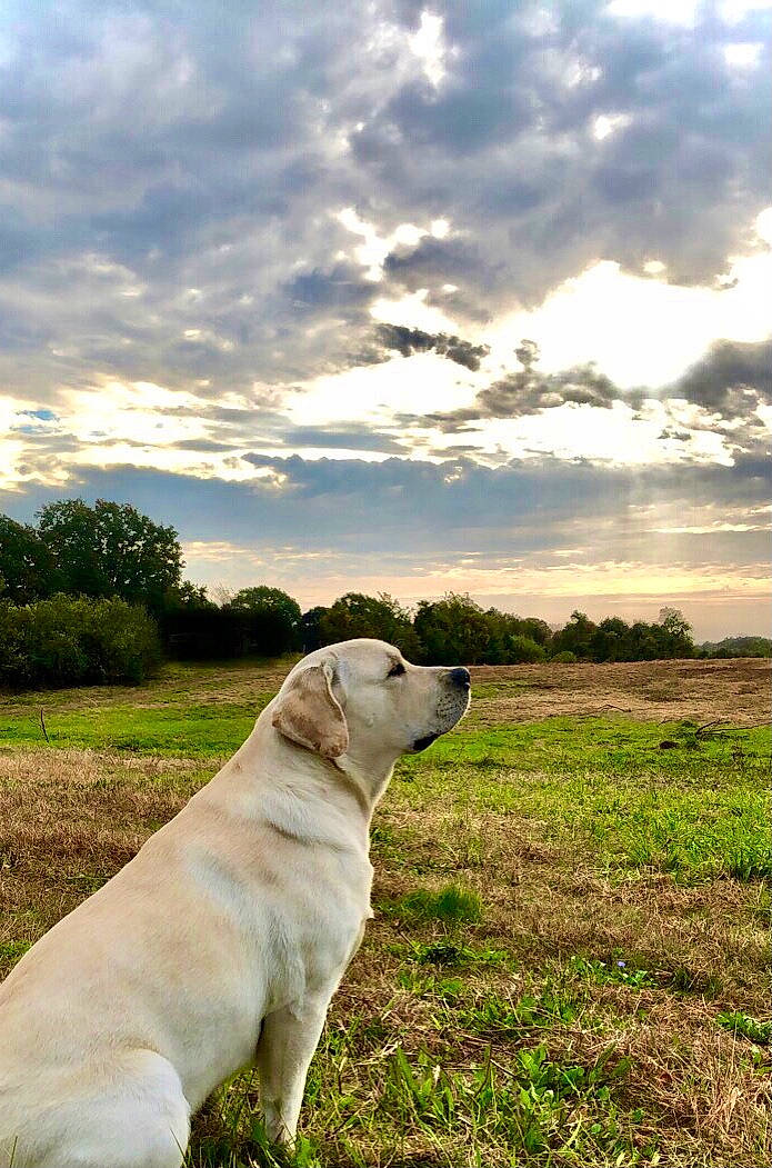 Denver is registered to the contest to win money with this photo: carnivore, cloud, collar, companion_dog, cumulus, dog, dog_breed, fawn, grass, grassland, horizon, landscape, natural_landscape, plant, sky, snout, sunlight, tail, tree, working_animal
