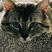 Jaxson is registered to the contest to win money with this photo: cat, close_up, resting, fur, ears, eyes, curious, indoor, texture, carpet, pet, animal, whiskers, tabby, face, mammal, portrait, feline, soft_light, relaxed
