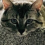 cat, close_up, resting, fur, ears, eyes, curious, indoor, texture, carpet, pet, animal, whiskers, tabby, face, mammal, portrait, feline, soft_light, relaxed