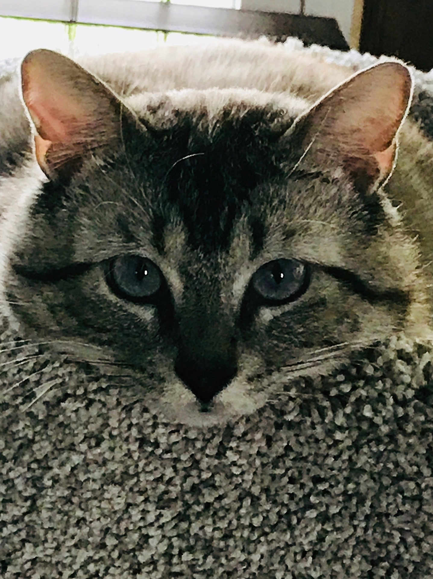 Jaxson