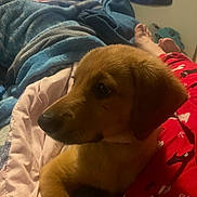 Pickle joined the competition — help win amazing prizes! dog, bed, blanket, pajamas, indoor, television, relaxing, cozy, brown_dog, person, foot, fabric, pattern, room, soft_lighting, sleepwear, resting, animal, companion, casual