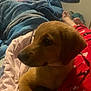 dog, bed, blanket, pajamas, indoor, television, relaxing, cozy, brown_dog, person, foot, fabric, pattern, room, soft_lighting, sleepwear, resting, animal, companion, casual