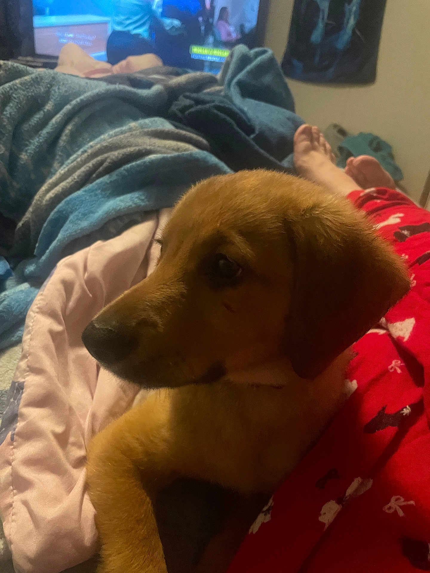 Pickle joined the competition — help win amazing prizes! dog, bed, blanket, pajamas, indoor, television, relaxing, cozy, brown_dog, person, foot, fabric, pattern, room, soft_lighting, sleepwear, resting, animal, companion, casual