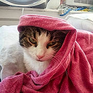 Shadow is registered to the contest to win money with this photo: cat, calico_cat, pet, animal, blanket, pink_blanket, bed, pillow, sleepy, cozy, indoors, bedroom, whiskers, green_eyes, pink_nose, fur, portrait, close_up, resting, laundry