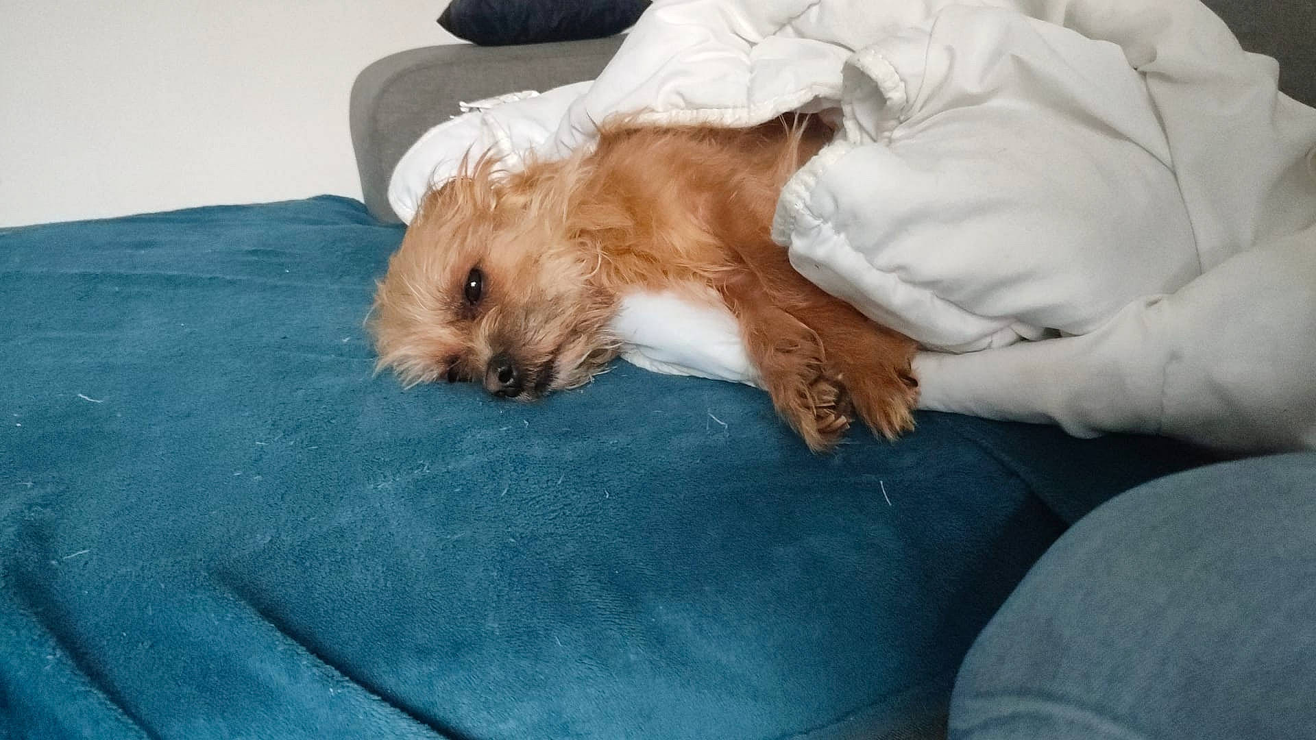 Flash a rejoint le concours — aidez-le/la à gagner de superbes lots ! canidae, carnivore, comfort, companion_dog, dog, dog_breed, fawn, foot, fur, linens, liver, nap, paw, sleep, small_terrier, sporting_group, terrier, toy_dog, whiskers, working_animal