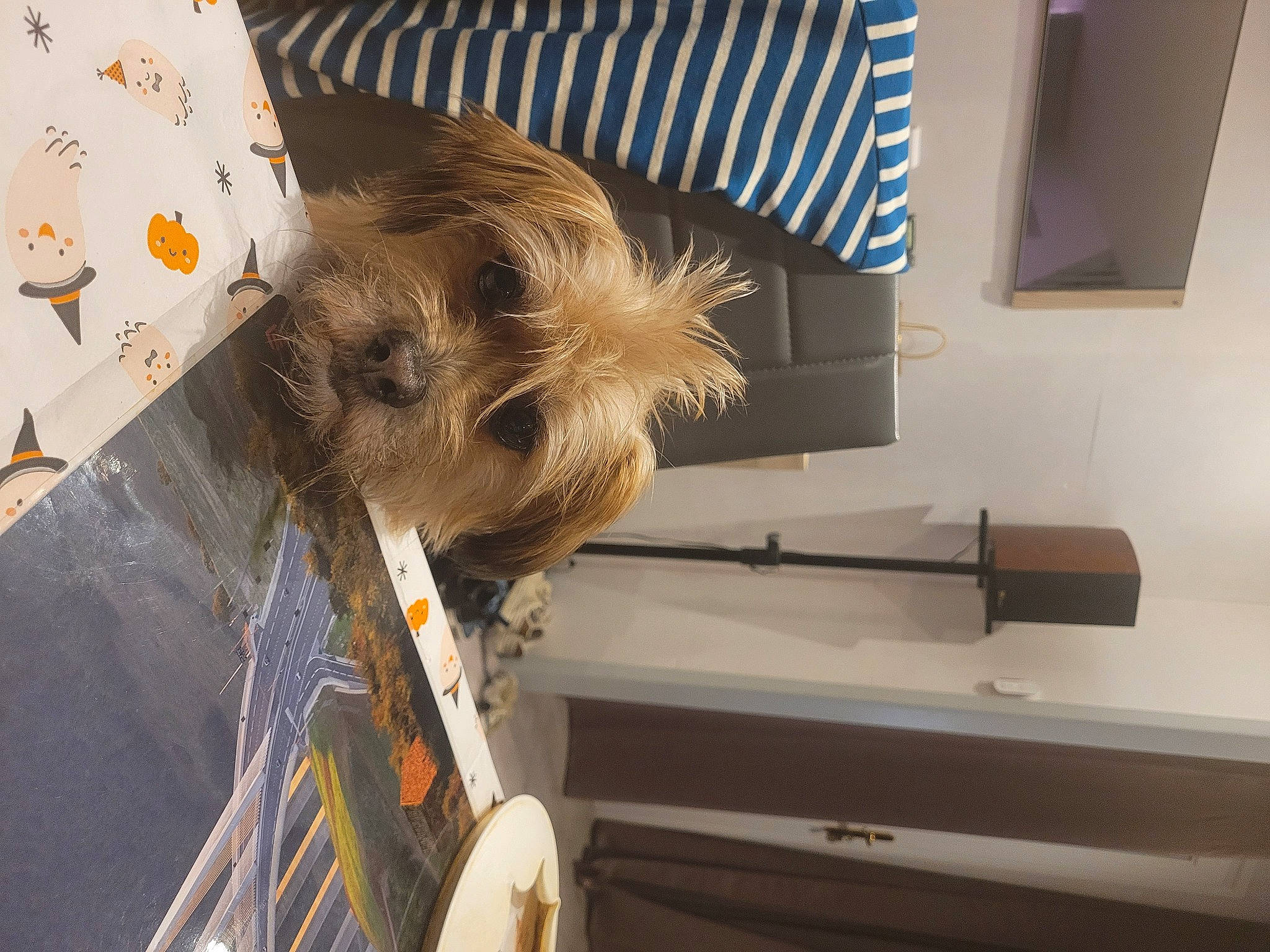 Flash a rejoint le concours — aidez-le/la à gagner de superbes lots ! canidae, carnivore, companion_dog, dog, dog_breed, fawn, flooring, fur, hardwood, small_terrier, sporting_group, terrier, toy_dog, wood, working_animal