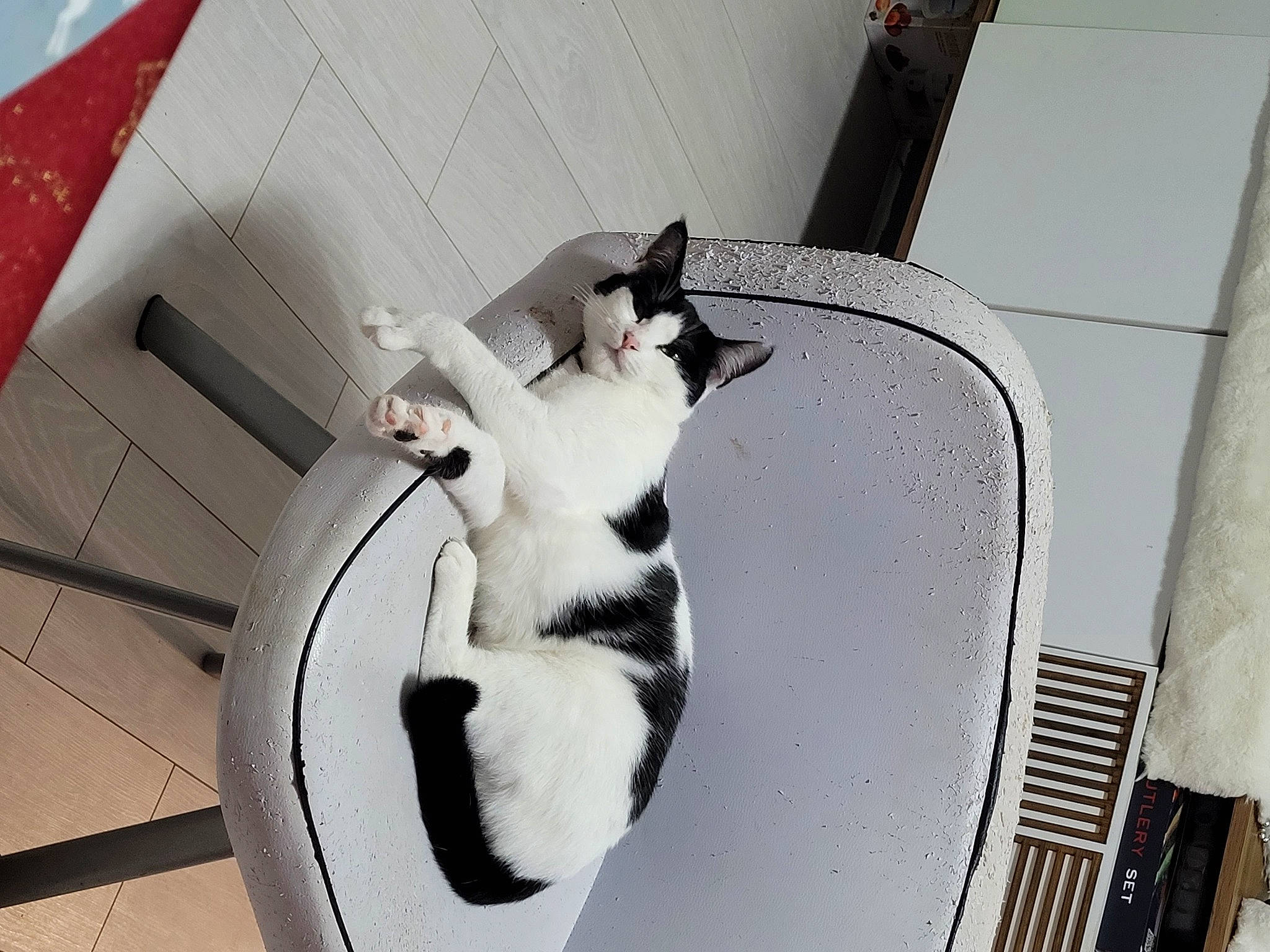 Chipie participe au concours pour gagner de l'argent avec cette photo : auto_part, automotive_design, automotive_exterior, carnivore, cat, cat_supply, comfort, domestic_short_haired_cat, felidae, fur, hood, pet_supply, room, small_to_medium_sized_cats, snout, tail, vehicle_door, whiskers, window, wood