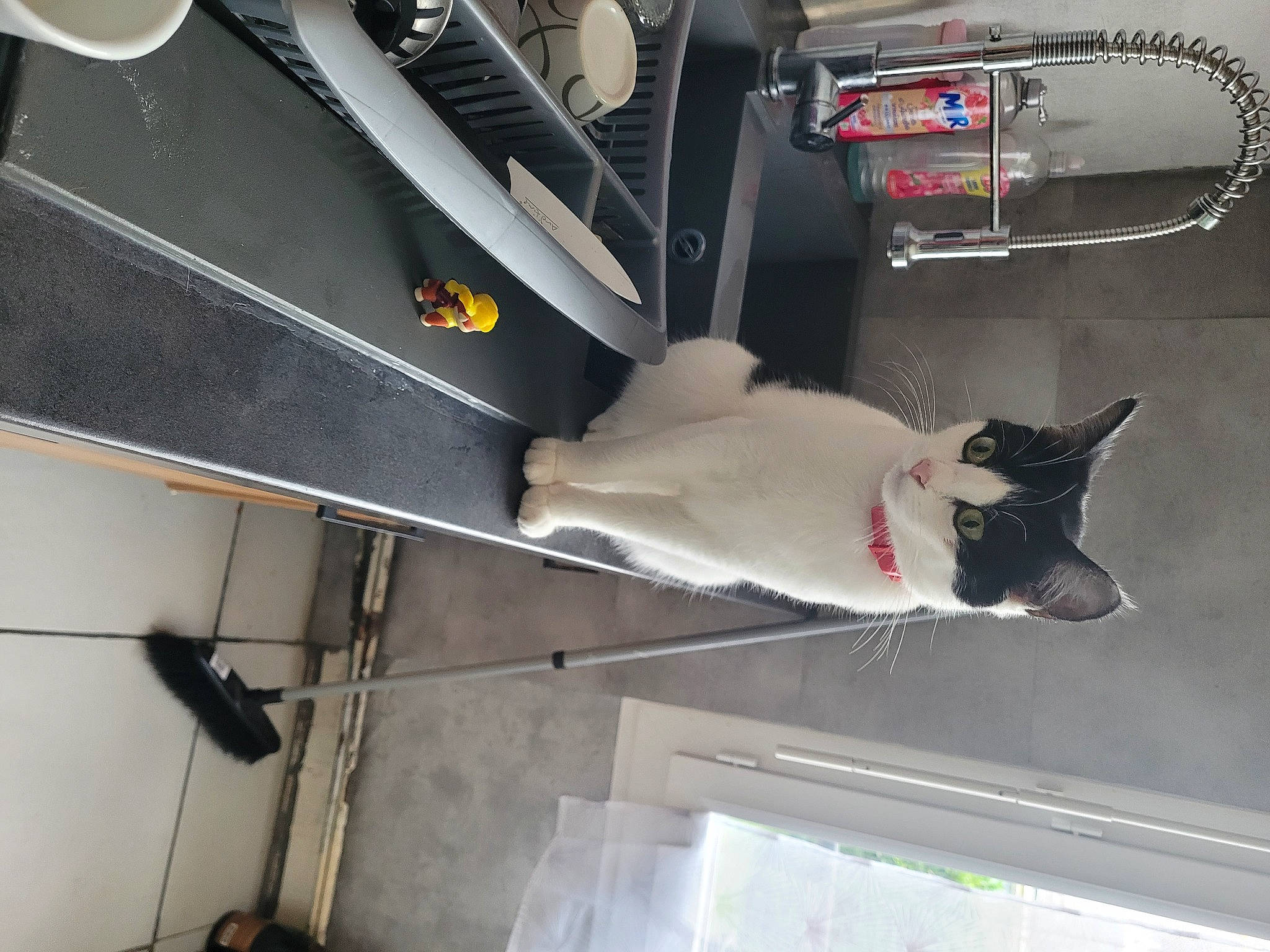 Chipie participe au concours pour gagner de l'argent avec cette photo : automotive_design, automotive_exterior, automotive_lighting, bumper, carmine, composite_material, gas, kitchen_utensil, machine, room, trunk, vehicle_door, wood