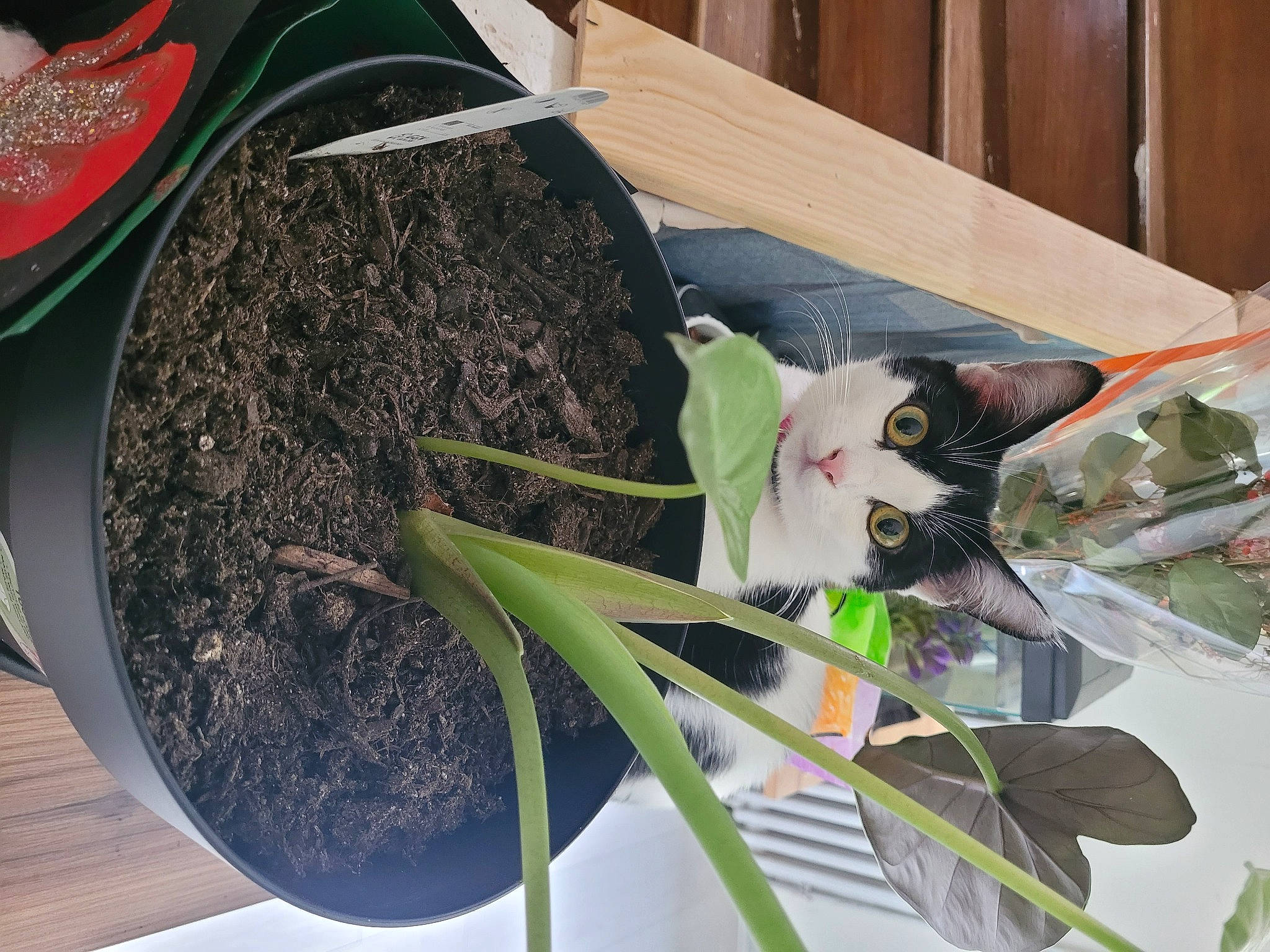 Chipie participe au concours pour gagner de l'argent avec cette photo : art, circle, comfort_food, cooking, cut_flowers, felidae, floristry, flower, flower_arranging, flowerpot, grass, herb, houseplant, ingredient, plant, soil, table, terrestrial_plant, twig, wood