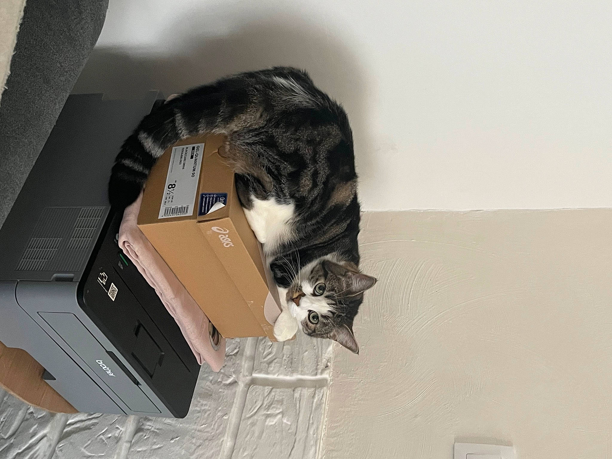 Oggy a rejoint le concours — aidez-le/la à gagner de superbes lots ! box, cardboard, carnivore, carton, cat, comfort, domestic_short_haired_cat, felidae, fur, packaging_and_labeling, packing_materials, paper, paper_product, pet_supply, room, shipping_box, small_to_medium_sized_cats, snout, tail, whiskers