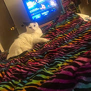 Snowball is registered to the contest to win money with this photo: cat, indoor, blanket, rainbow, striped, television, furniture, bedroom, door, shelf, plush_toys, relaxing, white_cat, black_ears, colorful, warm_lighting, home, cozy, pet, resting