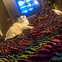 cat, indoor, blanket, rainbow, striped, television, furniture, bedroom, door, shelf, plush_toys, relaxing, white_cat, black_ears, colorful, warm_lighting, home, cozy, pet, resting