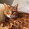 cat, tabby_cat, orange_cat, pet, feline, animal, domestic_animal, indoor, couch, blanket, fur, whiskers, relaxed, lying_down, close_up, green_eyes, soft_light, cozy, resting, portrait