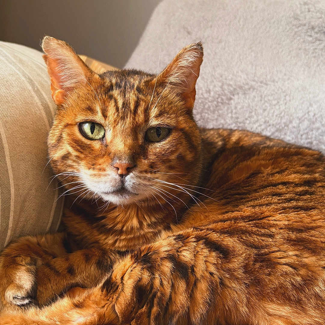Simba participe au concours pour gagner de l'argent avec cette photo : cat, tabby_cat, orange_cat, pet, feline, animal, domestic_animal, indoor, couch, blanket, fur, whiskers, relaxed, lying_down, close_up, green_eyes, soft_light, cozy, resting, portrait