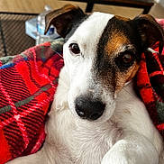 Osiris participe au concours pour gagner de l'argent avec cette photo : animal, blanket, brown, close_up, comfort, cozy, cute, dog, ears, fur, indoor, looking, paw, pet, plaid, portrait, red, relaxing, snout, white
