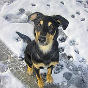 Chamallow a rejoint le concours — aidez-le/la à gagner de superbes lots ! dog, black_dog, tan_dog, snow, paw_prints, tire_tracks, outdoor, animal, pet, canine, winter, cold, fur, ears, sitting, looking_up, ground, nature, cute, alert