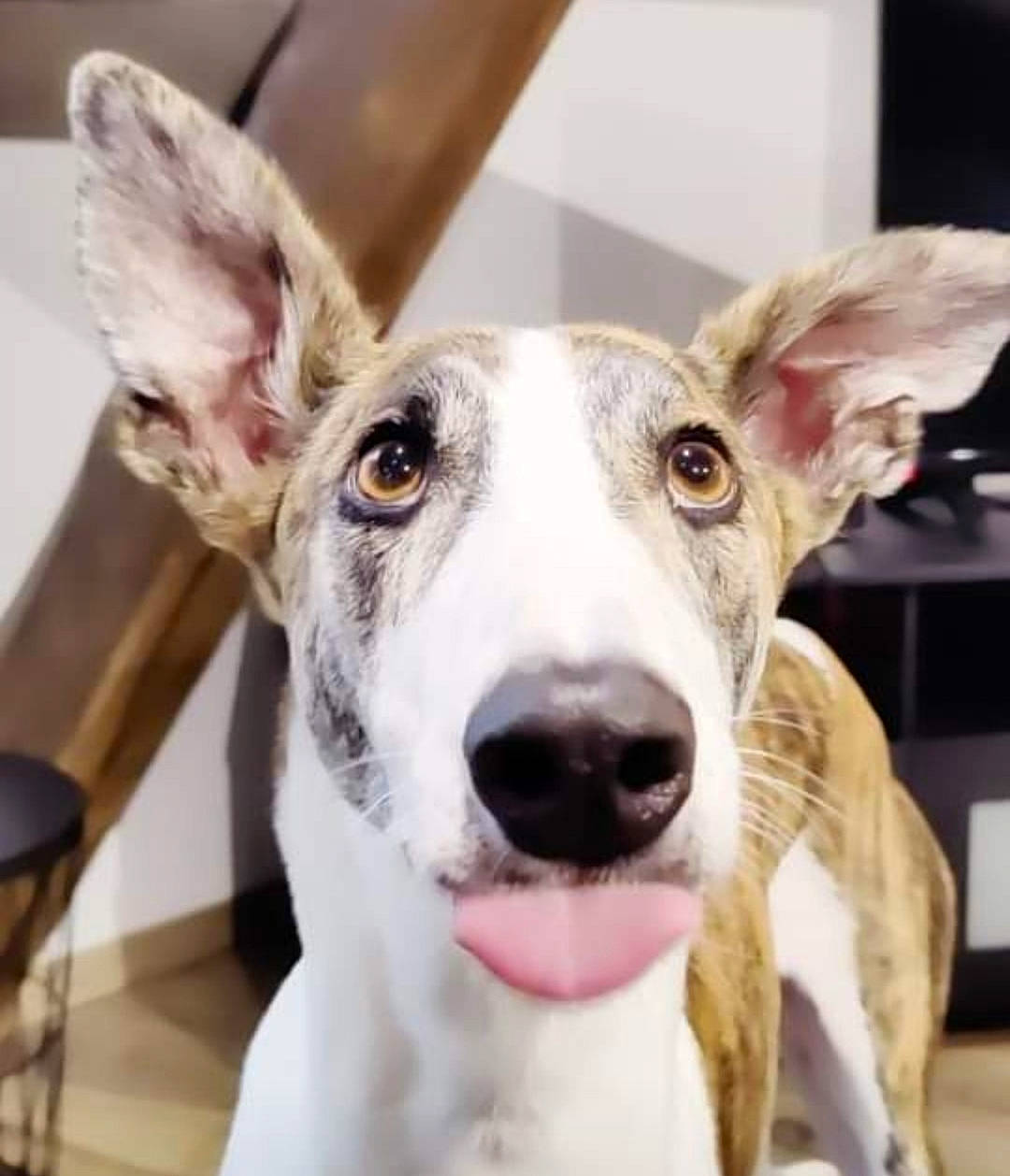 Pavel a rejoint le concours — aidez-le/la à gagner de superbes lots ! ancient_dog_breeds, canidae, carnivore, collar, companion_dog, dog, dog_breed, dog_collar, ear, fawn, metal, non_sporting_group, rampur_greyhound, sighthound, snout, sporting_group, street_dog, terrestrial_animal, whiskers, working_animal