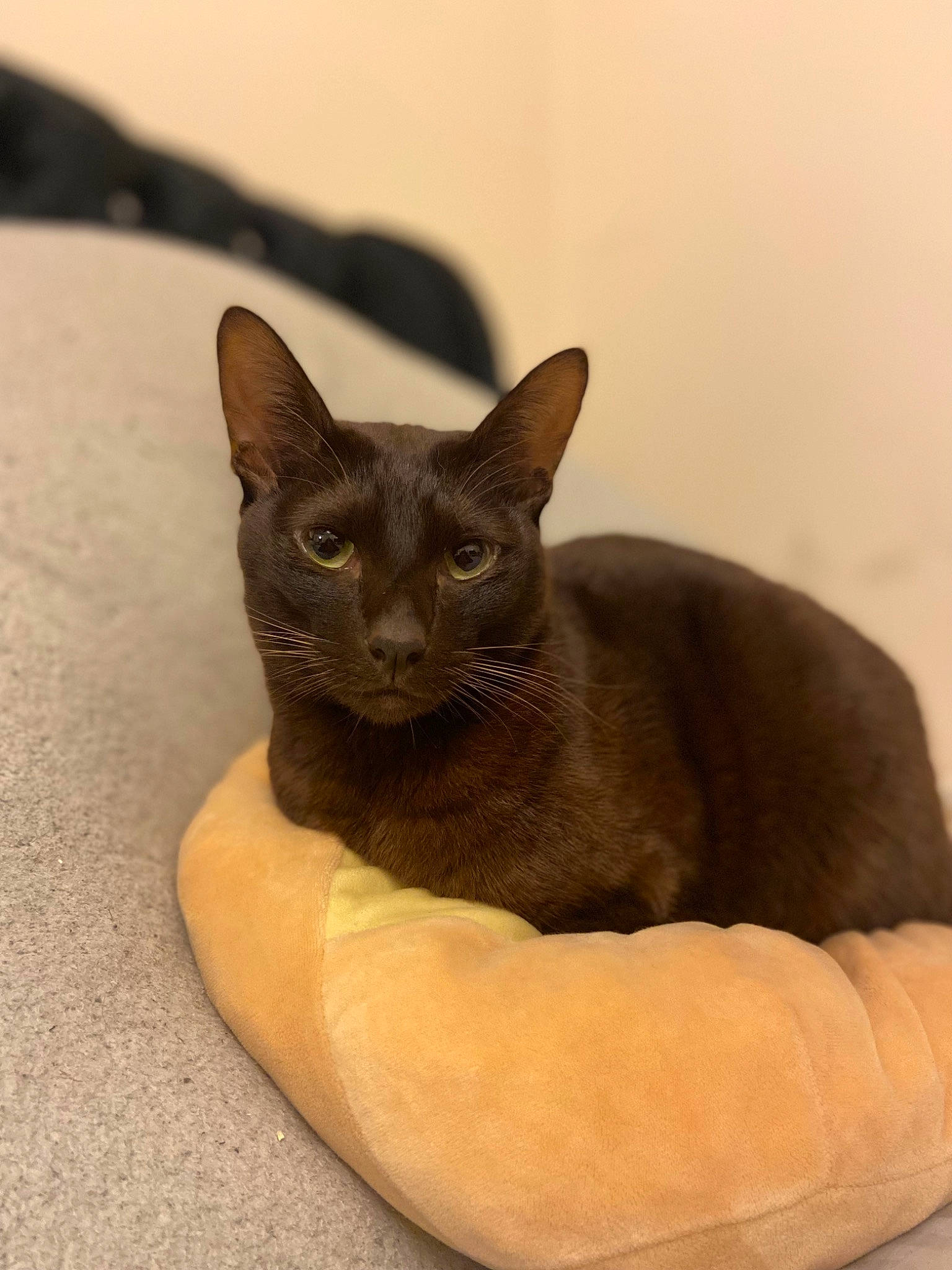 Monty is registered to the contest to win money with this photo: brown, carnivore, cat, cat_bed, comfort, domestic_short_haired_cat, fashion_accessory, fawn, felidae, flowerpot, small_to_medium_sized_cats, whiskers, wood