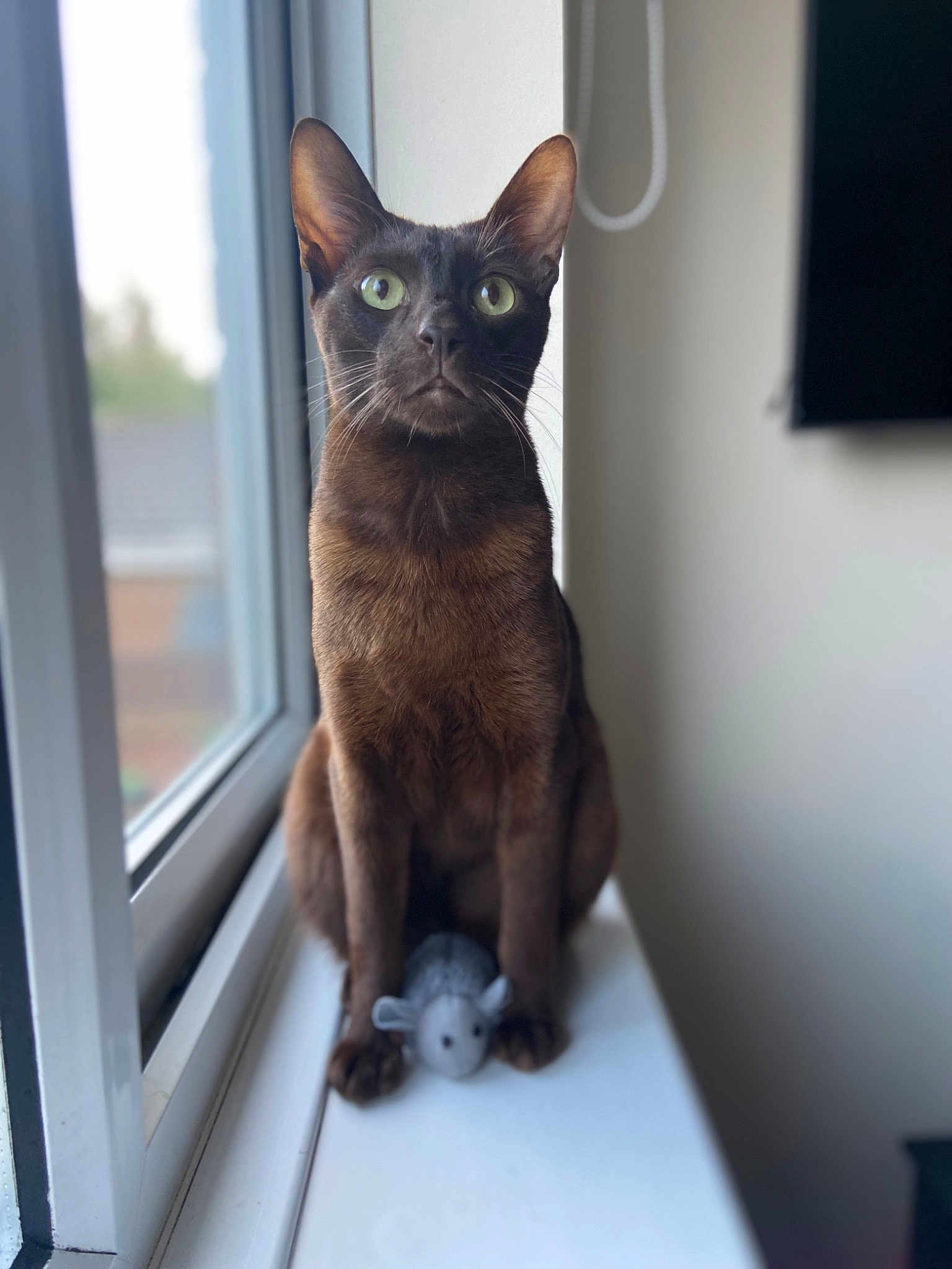 Monty