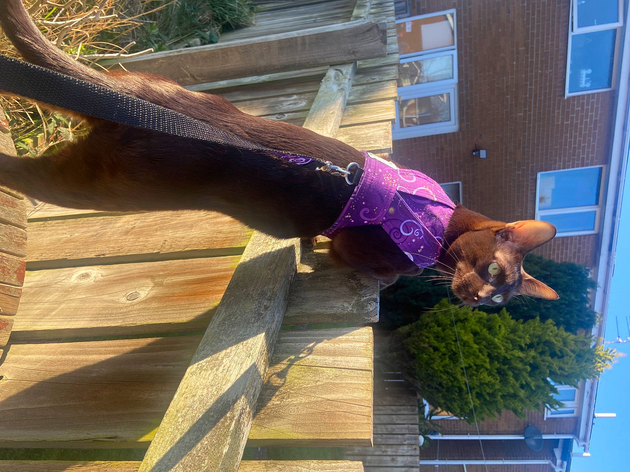 Monty is registered to the contest to win money with this photo: facade, fawn, fun, human_leg, leisure, magenta, natural_material, plant, tail, thigh, tints_and_shades, tree, waist, window, wood, wrist