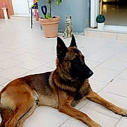 Lony a rejoint le concours — aidez-le/la à gagner de superbes lots ! dog, german_shepherd, pet, animal, outdoor, patio, tile_floor, plant, flower_pot, statue, door, sunlight, relaxing, brown, black, fur, ears, laying_down, quiet, home