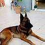 dog, german_shepherd, pet, animal, outdoor, patio, tile_floor, plant, flower_pot, statue, door, sunlight, relaxing, brown, black, fur, ears, laying_down, quiet, home