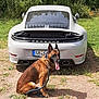 dog, belgian_malinois, leash, car, porsche, white_car, grass, outdoor, parked_car, animal, pet, tongue_out, sitting, nature, sunlight, shadow, vehicle, automobile, greenery, daytime
