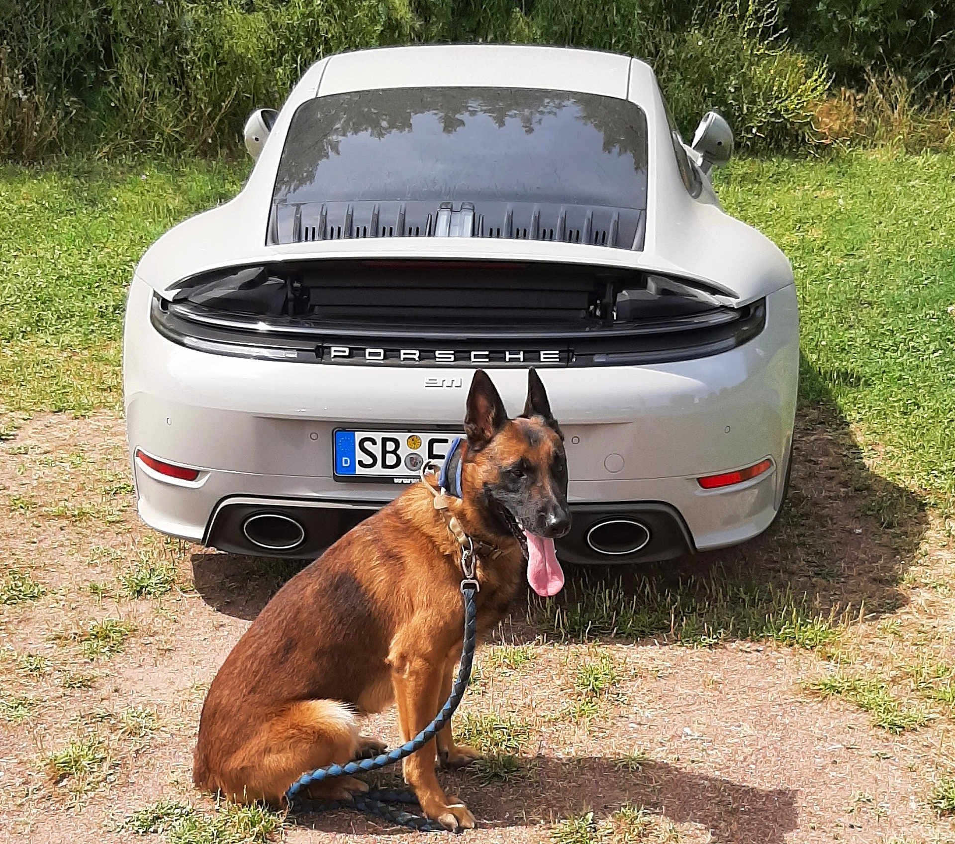 Lony participe au concours pour gagner de l'argent avec cette photo : dog, belgian_malinois, leash, car, porsche, white_car, grass, outdoor, parked_car, animal, pet, tongue_out, sitting, nature, sunlight, shadow, vehicle, automobile, greenery, daytime