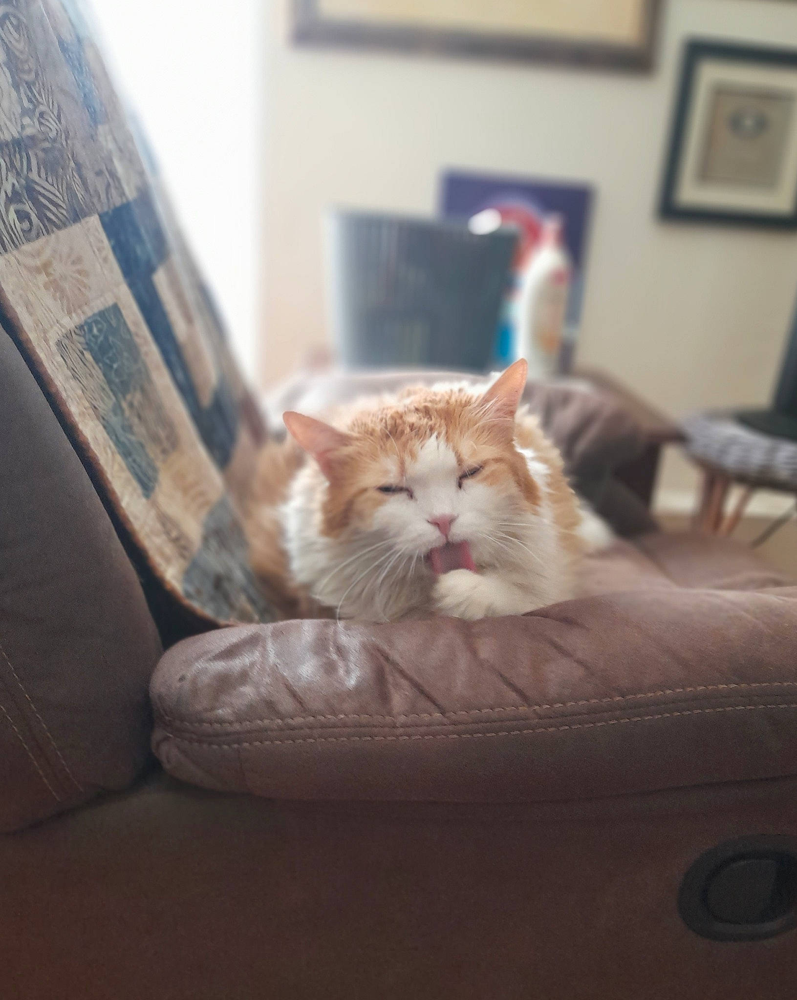 Butters is registered to the contest to win money with this photo: carnivore, cat, comfort, couch, domestic_short_haired_cat, felidae, floor, flooring, fur, hardwood, linens, living_room, picture_frame, room, small_to_medium_sized_cats, textile, tints_and_shades, whiskers, window, wood