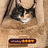 animal, ball, beige, brown, calico, cat, cave, closeup, cozy, cute, feline, fur, indoor, kitten, pet, plush, resting, soft, toy, whiskers