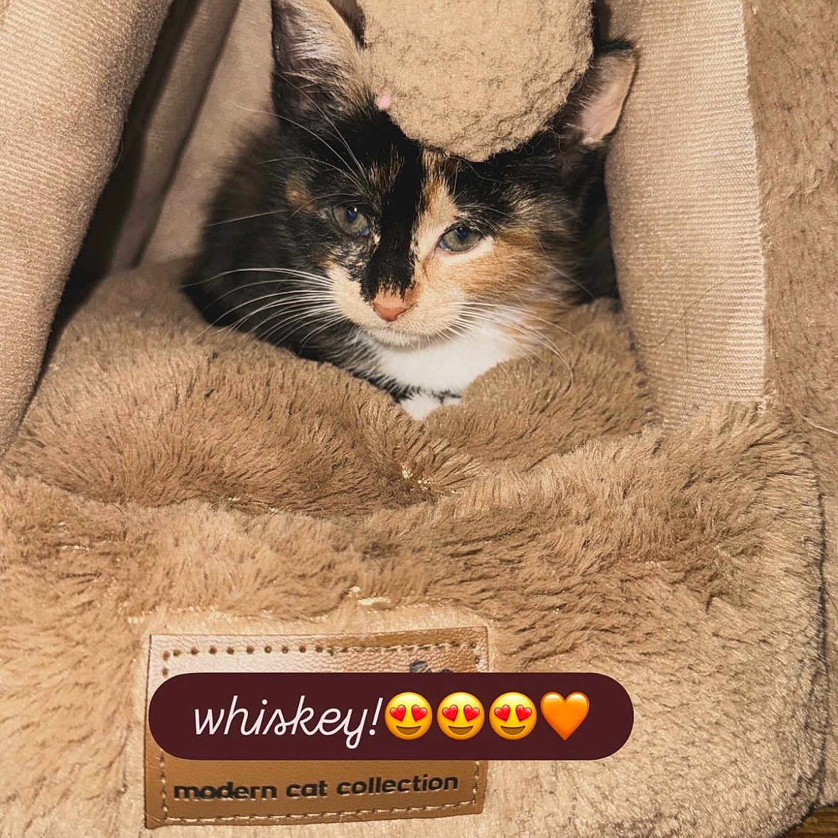 Whiskey
