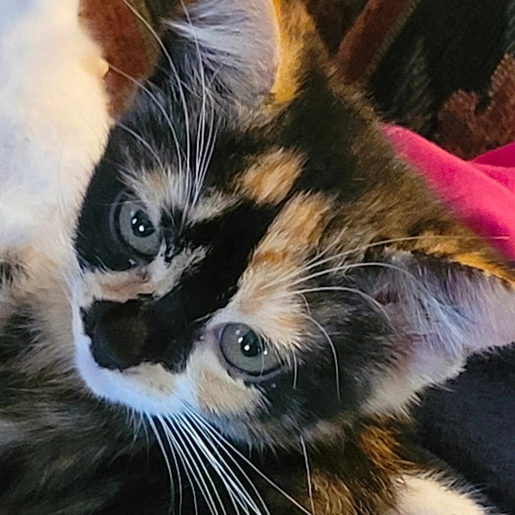 Scarlet is registered to the contest to win money with this photo: abyssinian, animal, brasssection, cat, chair, couch, cushion, face, furniture, head, homedecor, horn, kitten, manx, musicalinstrument, person, pet, photography, portrait, siamese