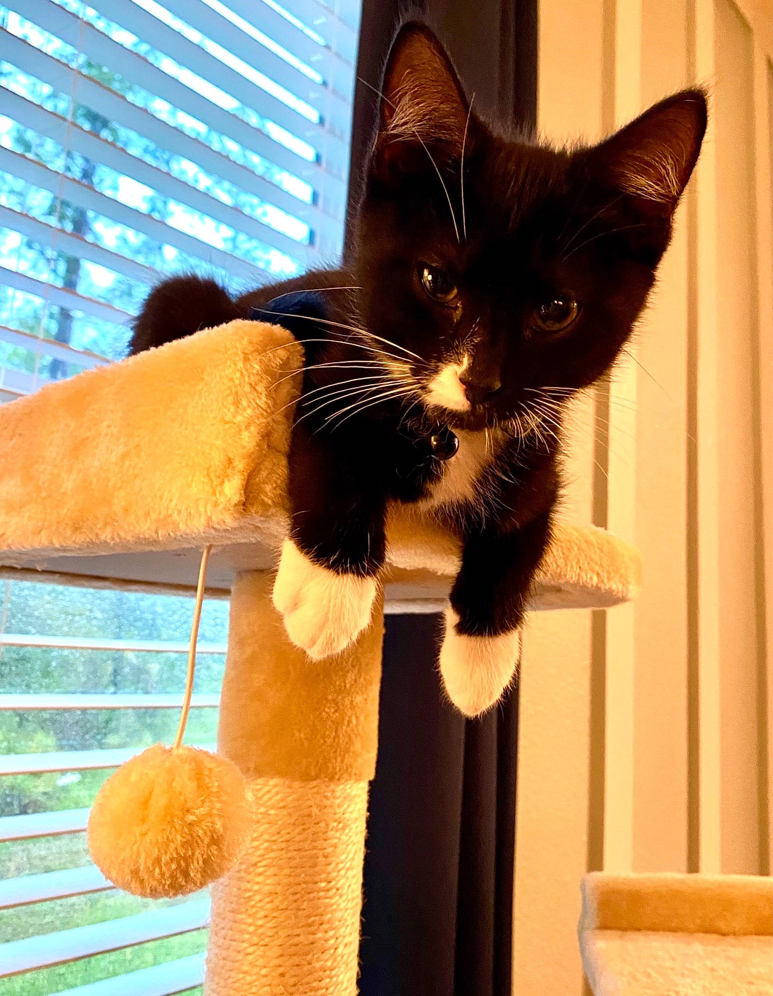 Guido joined the competition — help win amazing prizes! black_cat, building, cardboard, carnivore, cat, cat_furniture, cat_supply, claw, domestic_short_haired_cat, door, felidae, fur, light, paw, pet_supply, small_to_medium_sized_cats, snout, tail, whiskers, window