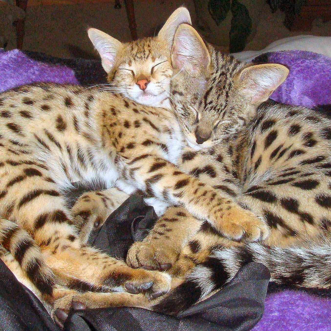 Ember And Myst