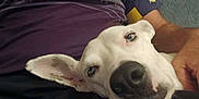 Snow participe au concours pour gagner de l'argent avec cette photo : dog, white_dog, blue_eyes, close_up, person, purple_shirt, la_galaxy, indoor, resting, pet, animal, casual, relaxed, lap, ear, snout, human_arm, comfort, couch, friendship