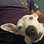 dog, white_dog, blue_eyes, close_up, person, purple_shirt, la_galaxy, indoor, resting, pet, animal, casual, relaxed, lap, ear, snout, human_arm, comfort, couch, friendship