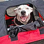 dog, white_dog, blue_eyes, pet_carrier, bicycle, person, helmet, pavement, outdoor, smiling, happy, canine, zipper, mesh_window, black_straps, red_carrier, close_up, daylight, animal, transport