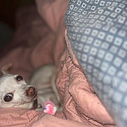 Minnie is registered to the contest to win money with this photo: dog, small_dog, white_dog, blanket, pink_blanket, blue_blanket, cozy, indoor, pet, fur, cute, resting, comfort, soft, warm, animal, sleeping_area, closeup, domestic_animal, companion