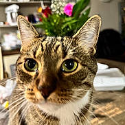 Fifi is registered to the contest to win money with this photo: cat, tabby, close_up, indoor, whiskers, green_eyes, pet, animal, curious, feline, face, ears, fur, table, flowers, clock, background, domestic, household, blurred_background