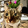 cat, tabby, close_up, indoor, whiskers, green_eyes, pet, animal, curious, feline, face, ears, fur, table, flowers, clock, background, domestic, household, blurred_background