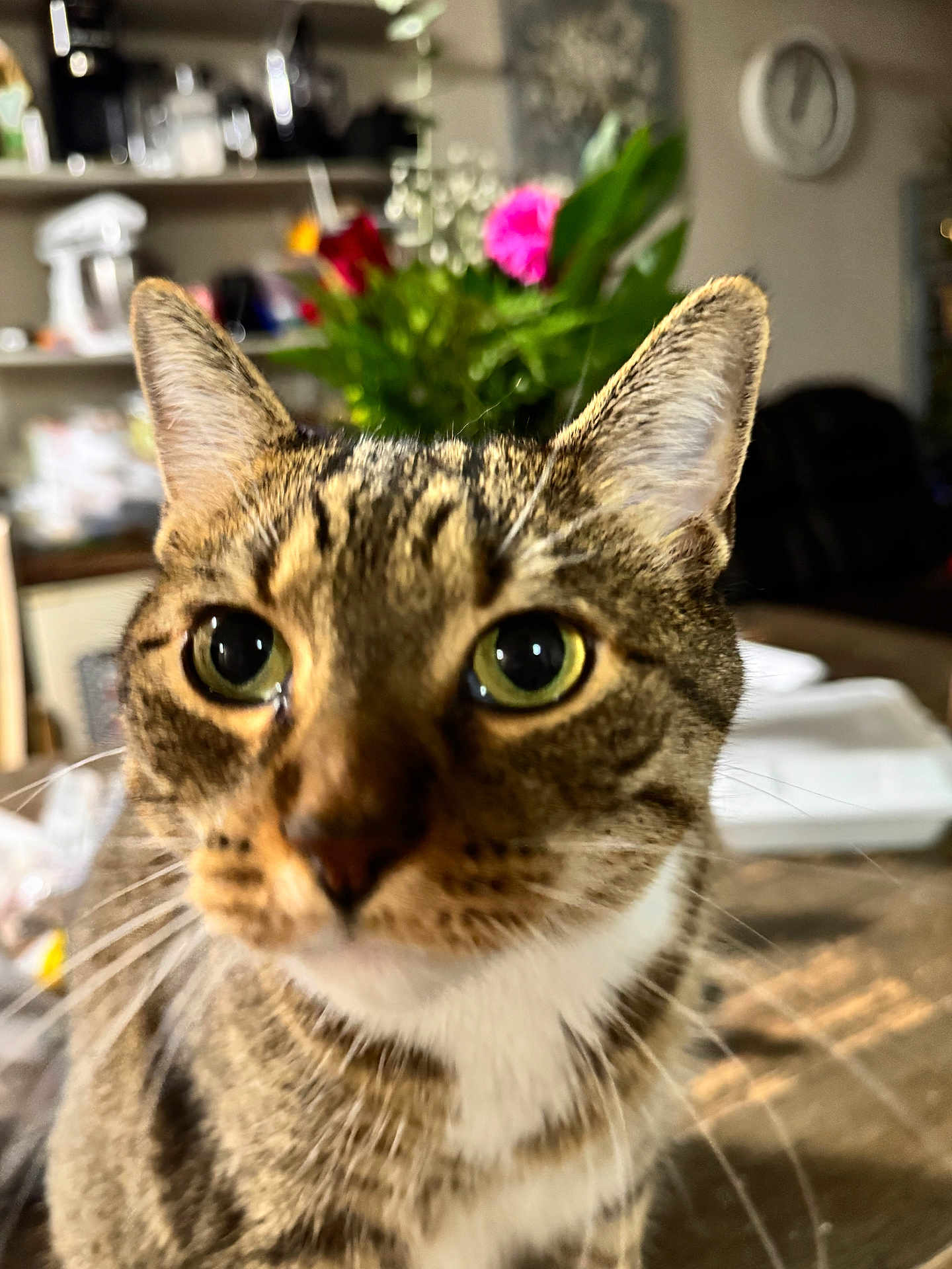 Fifi is registered to the contest to win money with this photo: cat, tabby, close_up, indoor, whiskers, green_eyes, pet, animal, curious, feline, face, ears, fur, table, flowers, clock, background, domestic, household, blurred_background