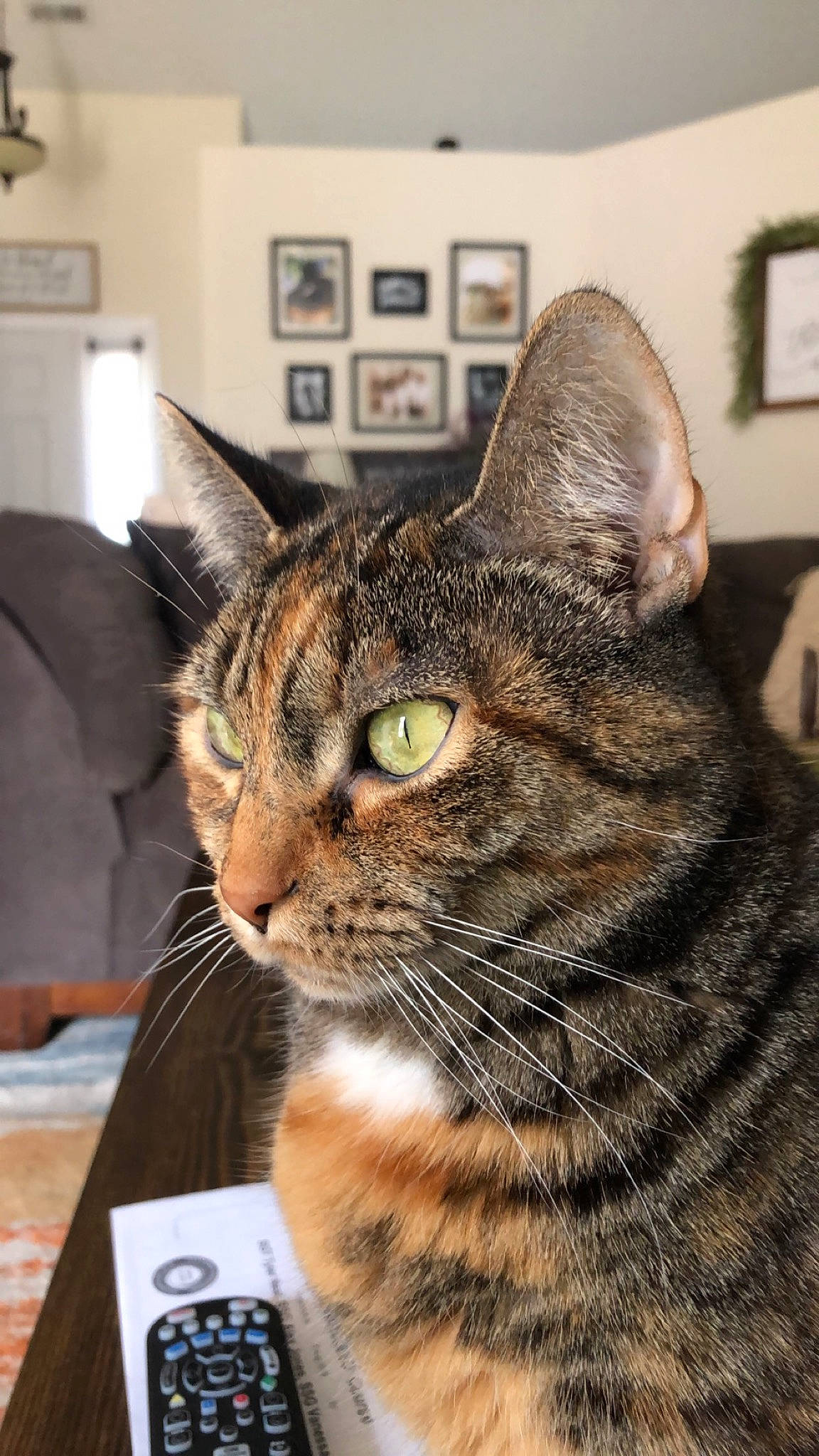 Pepper is registered to the contest to win money with this photo: box, carnivore, cat, domestic_short_haired_cat, felidae, fur, picture_frame, small_to_medium_sized_cats, snout, terrestrial_animal, wall_plate, whiskers, window
