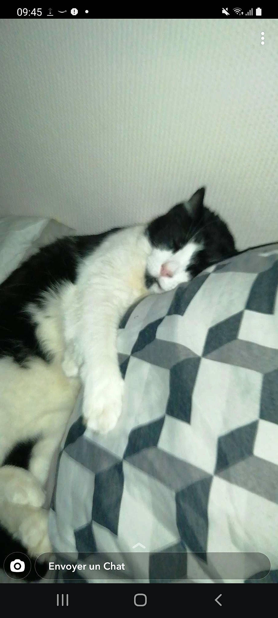 Youpi a rejoint le concours — aidez-le/la à gagner de superbes lots ! carnivore, cat, comfort, domestic_short_haired_cat, felidae, flooring, fur, grey, linens, monochrome, monochrome_photography, pattern, paw, room, small_to_medium_sized_cats, snout, tail, terrestrial_animal, textile, whiskers