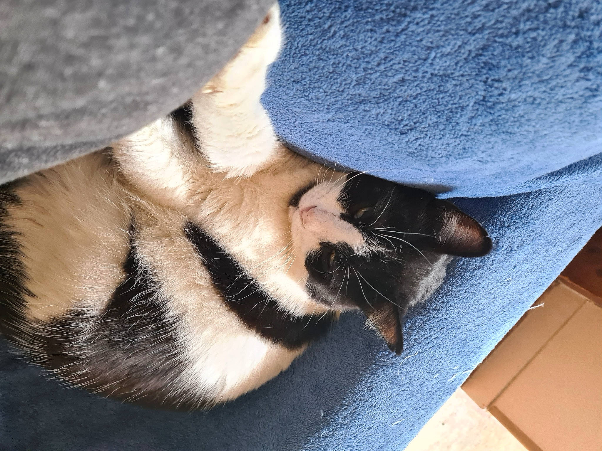 Youpi participe au concours pour gagner de l'argent avec cette photo : carnivore, cat, comfort, dog_breed, fawn, felidae, flooring, foot, fur, gesture, grey, human_leg, mammal, paw, small_to_medium_sized_cats, snout, tail, vertebrate, whiskers, wood